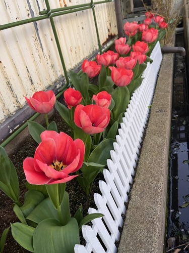 満開ちゅーりっぷ